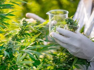 Empresas de cannabis dos EUA têm dificuldades para garantir seguro