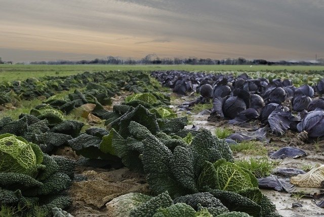 Sancor Seguros apresenta projeto exclusivo para a contratação de seguro agrícola