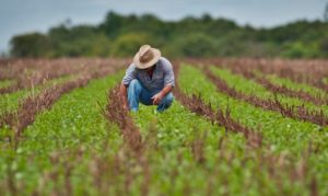 BB Seguros indeniza produtores rurais que tiveram perdas na safra 20192020