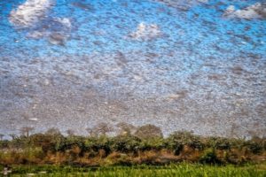 Como o Seguro Rural pode diminuir os impactos da Nuvem de Gafanhotos