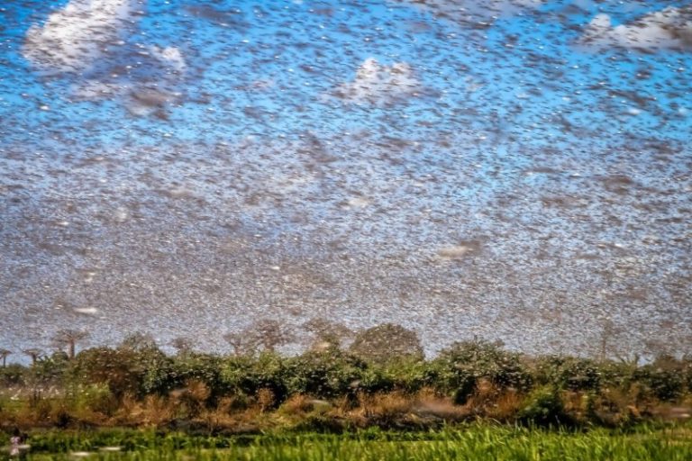 Como o Seguro Rural pode diminuir os impactos da Nuvem de Gafanhotos