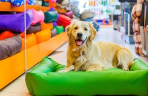 Seguros Unimed lança Seguro Empresarial para Pet Shop