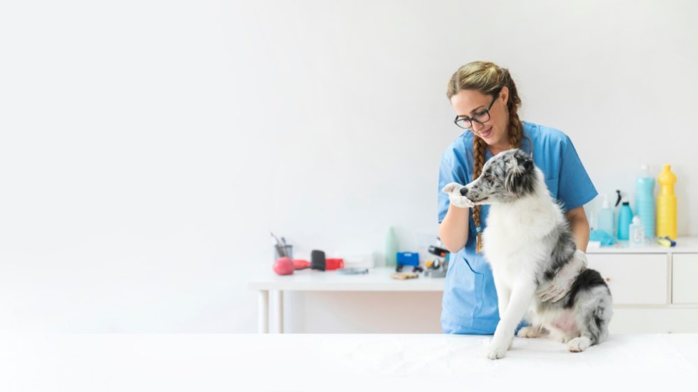 Argo Seguros lança campanha com desconto para celebrar ‘mês do médico veterinário’