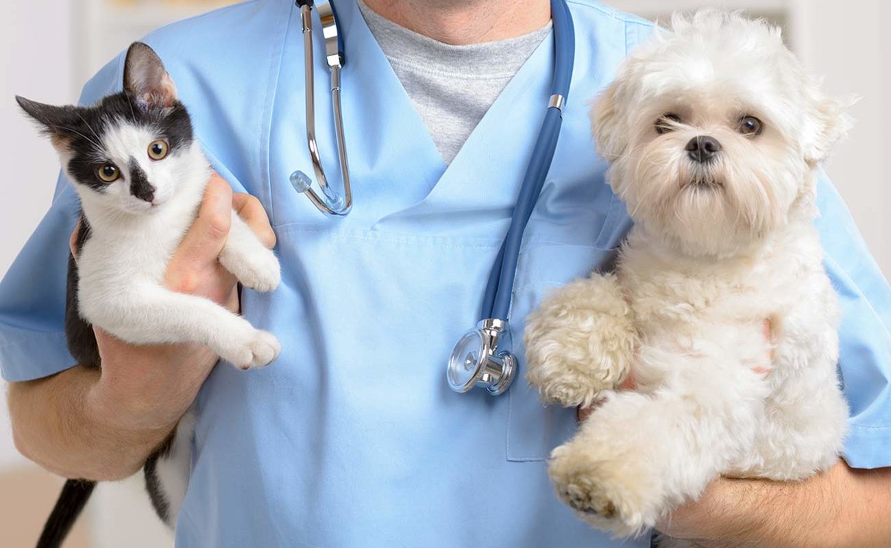 Insurtech Ciclic passa a aceitar pets como dependentes em serviço de saúde familiar