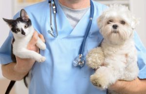 Insurtech Ciclic passa a aceitar pets como dependentes em serviço de saúde familiar