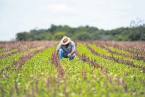 Contratação de seguro rural mais que dobrou em 2020