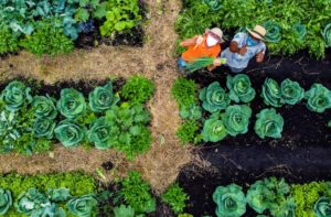 Projeto Horta Comunitária recebe aporte da AllCare para aumento de produção de alimentos em comunidade