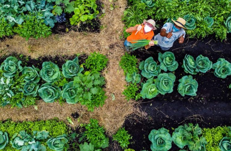 Projeto Horta Comunitária recebe aporte da AllCare para aumento de produção de alimentos em comunidade