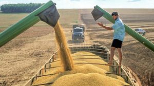 Próxima safra de soja pode se beneficiar da contratação de seguros para evitar prejuízos