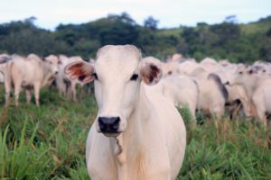 Seguro pecuário mitiga riscos como a queda de raios