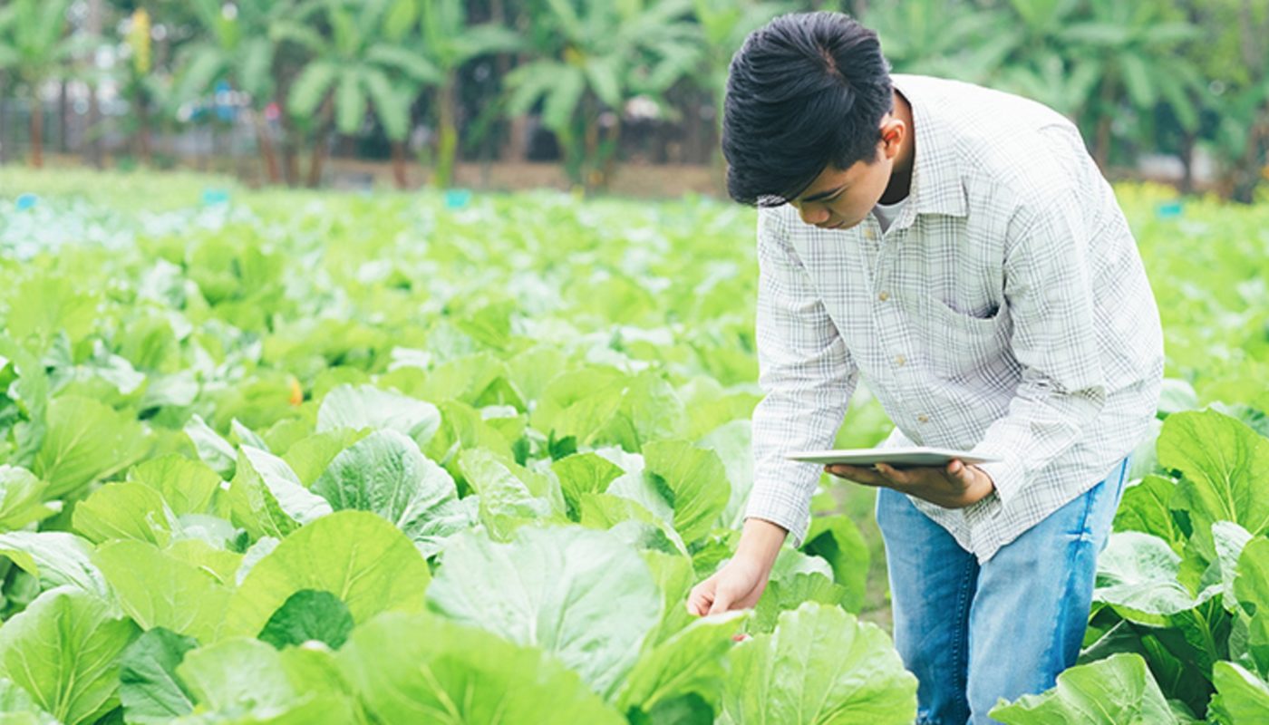 Ministério da Agricultura e FenSeg fecham acordo para certificação em seguro rural