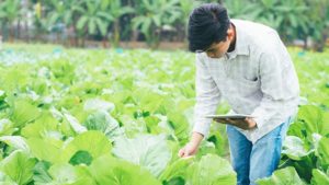Ministério da Agricultura e FenSeg fecham acordo para certificação em seguro rural