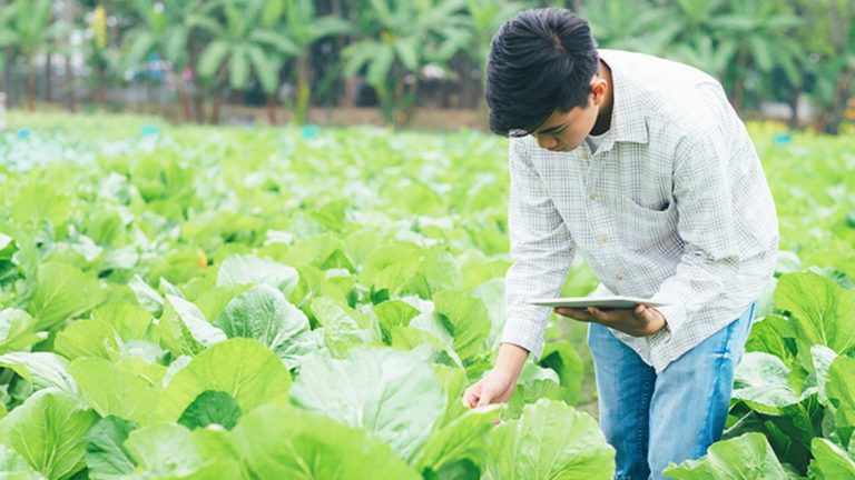 Ministério da Agricultura e FenSeg fecham acordo para certificação em seguro rural
