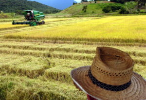 Mudanças regulatórias no Seguro Rural flexibilizam sua comercialização, aponta FenSeg