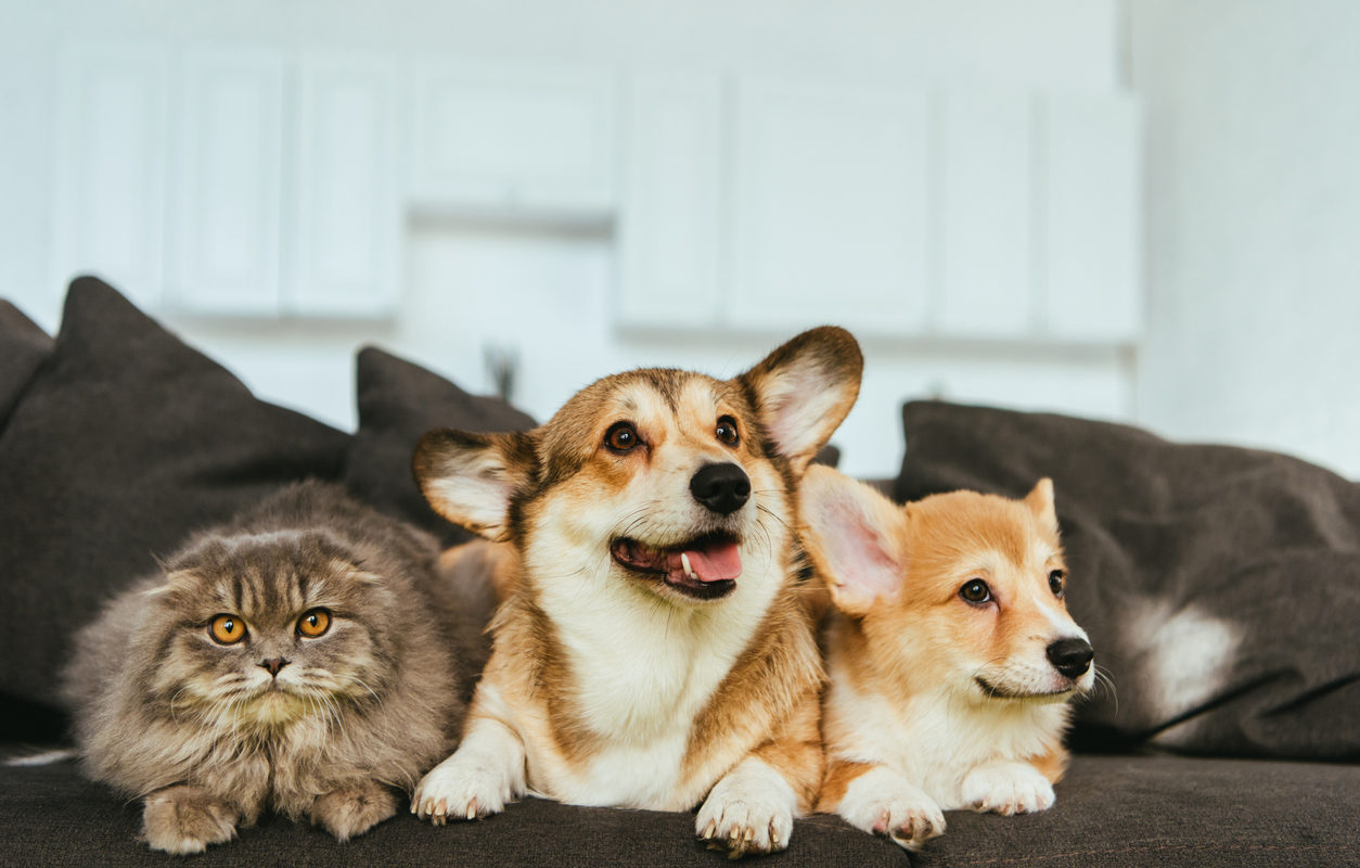 Mercado de seguros para pets prevê crescimento bilionário nos próximos anos