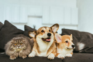 Mercado de seguros para pets prevê crescimento bilionário nos próximos anos