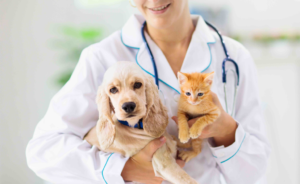 Seguro pet: como funciona e dicas para vender na sua corretora