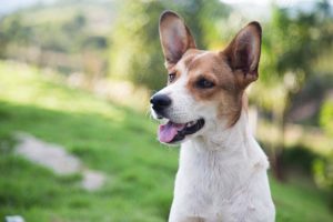 Nova plataforma de assistência para pets conta com serviços da Europ Assistance Brasil