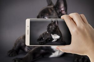 Seguradoras investem em tecnologia de reconhecimento facial para evitar fraudes em planos pets