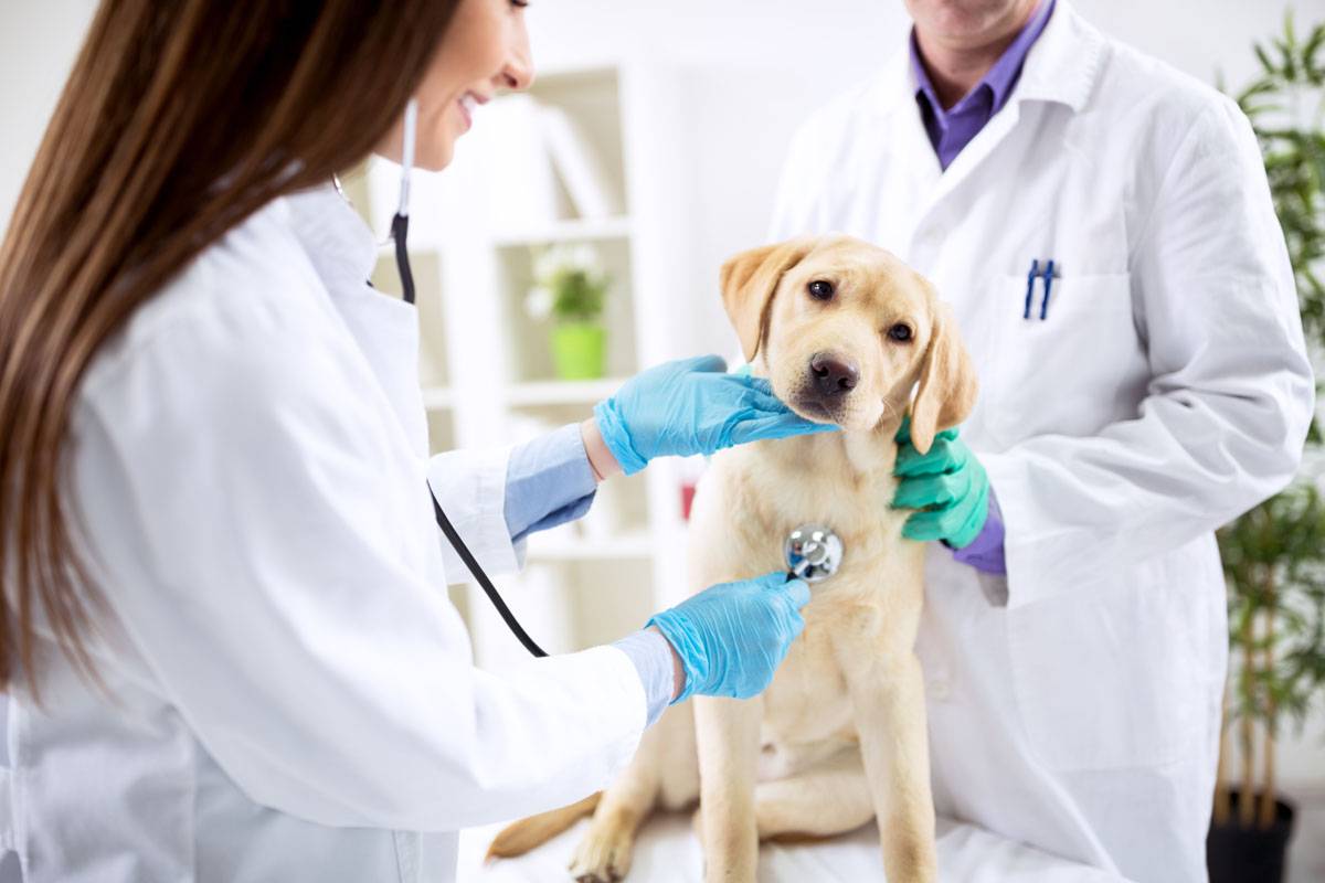 Pernambucanas e AXA ampliam benefícios do Microsseguro Residencial com Assistência Pet