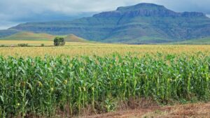 Em anúncio feito nesta quarta-feira, 29, o Ministro da Agricultura e Pecuária, Carlos Fávaro, destacou um conjunto de iniciativas fundamentais para a reconstrução do setor agropecuário no Rio Grande do Sul,