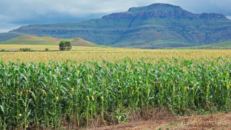Em anúncio feito nesta quarta-feira, 29, o Ministro da Agricultura e Pecuária, Carlos Fávaro, destacou um conjunto de iniciativas fundamentais para a reconstrução do setor agropecuário no Rio Grande do Sul,