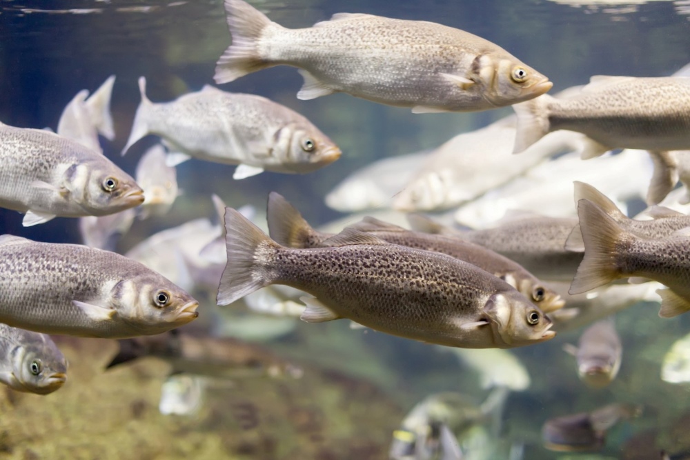 Seguro inédito cobre prejuízo causado pela mortalidade de peixes